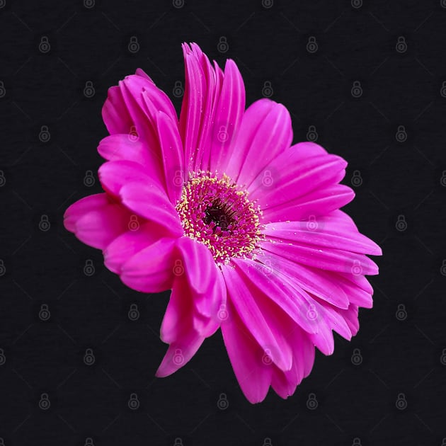 Pink Gerbera Daisy Floral Photo Cutout by ellenhenryart